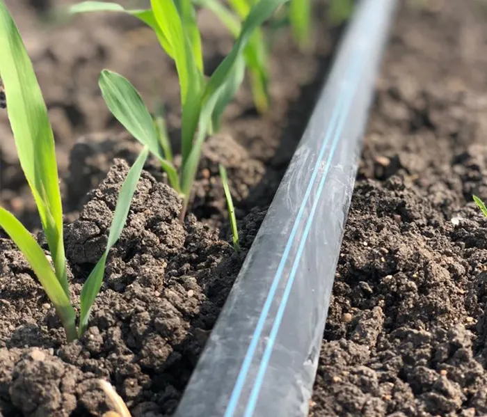 Cinta de riego por goteo junto a plantas jóvenes